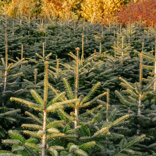 Christbaumkultur in Kronstorf